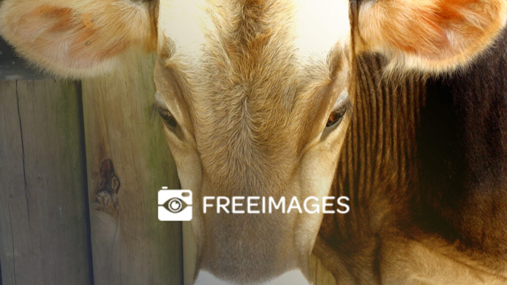 Freeimages Logo Wallpaper